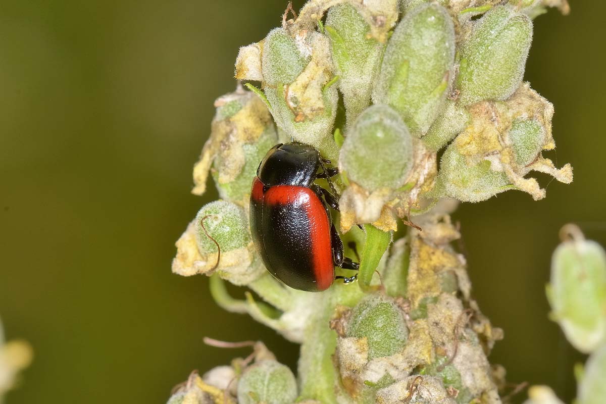 Chrysolina limbata? Si, femmina.